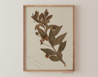 Vintage Herbarium Print - Antique Botanical Study - Dried Flowers Wall Art - Victorian Decor - Moody & Light Academia - bonafidesa