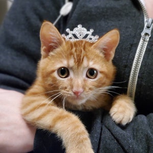 Baby Tiara for Small Cats, Kittens, Small Dogs, Puppies - Great for Birthdays or Special Occasions!