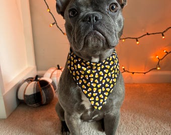 May include: A gray French Bulldog sits, wearing a black and yellow candy corn patterned bandana. The dog is in front of a wall decorated with orange string lights, with decorative pumpkins in the background. A Halloween-themed pet accessory.