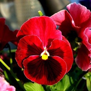 Grootbloemige viooltjesrood vlekje, 0,2 g / 50 zaden, Viola Wittrockiana, GMO-vrij