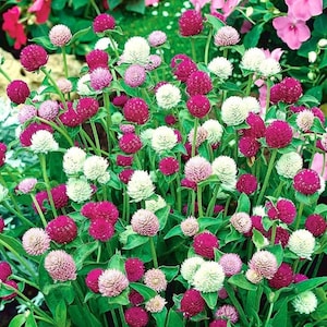 Puede incluir: Primer plano de un grupo de flores de amaranto globoso en tonos de rosa, blanco y verde. Las flores están dispuestas en una forma densa y redondeada, creando una exhibición vibrante y colorida.