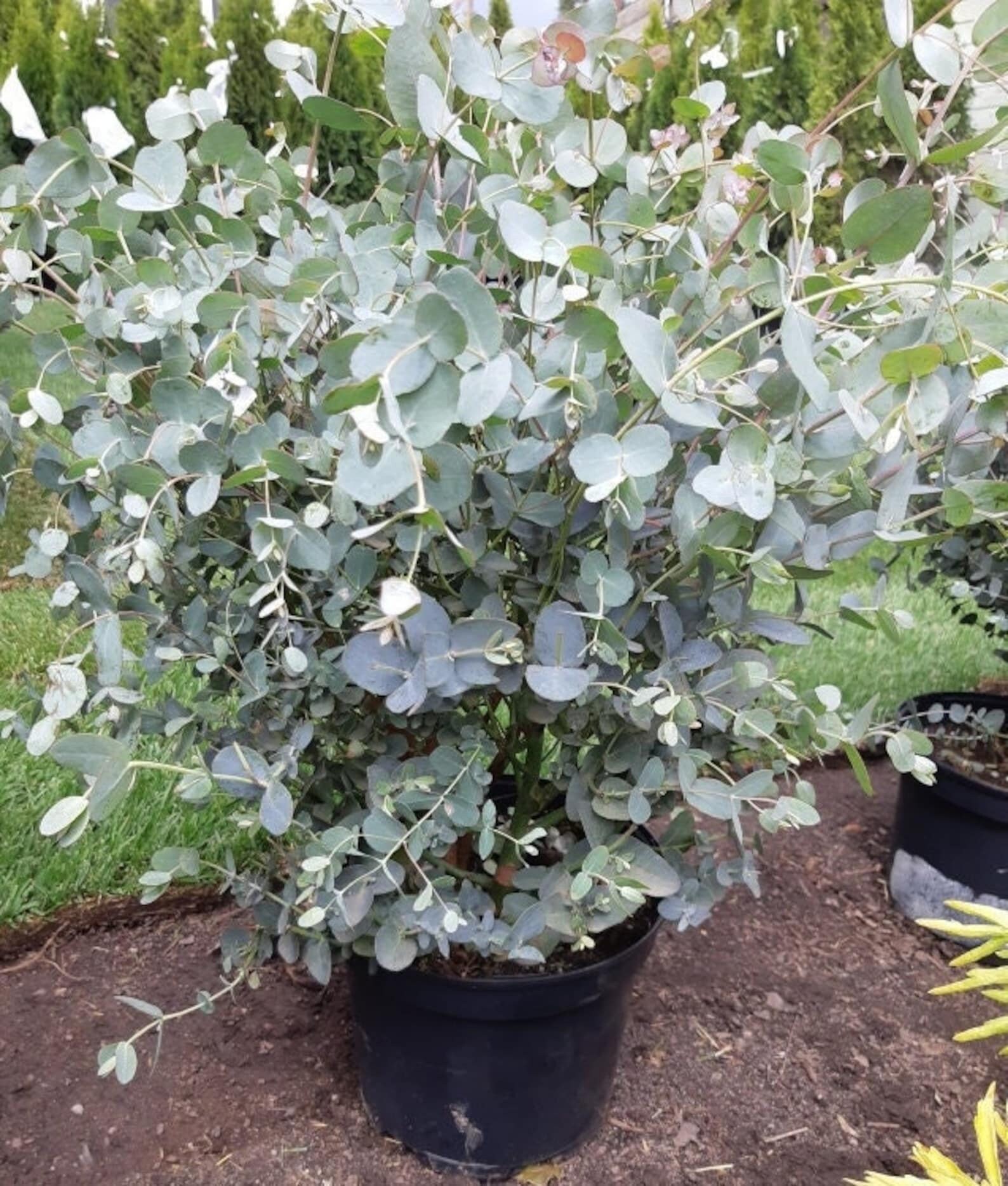 Eucalyptus - Gommier bleu - Vente en ligne de plants de Eucalyptus -  Gommier bleu pas cher