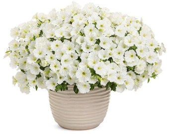 Nasiona petunii Cascada White: zwisające kwiaty ogrodowe (80 nasion)