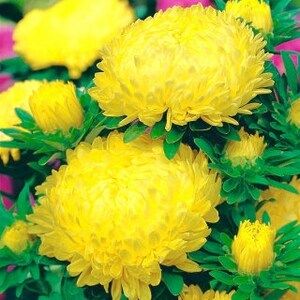 May include: Close-up of a cluster of bright yellow aster flowers with green leaves. The flowers have a fluffy, pom-pom like appearance.