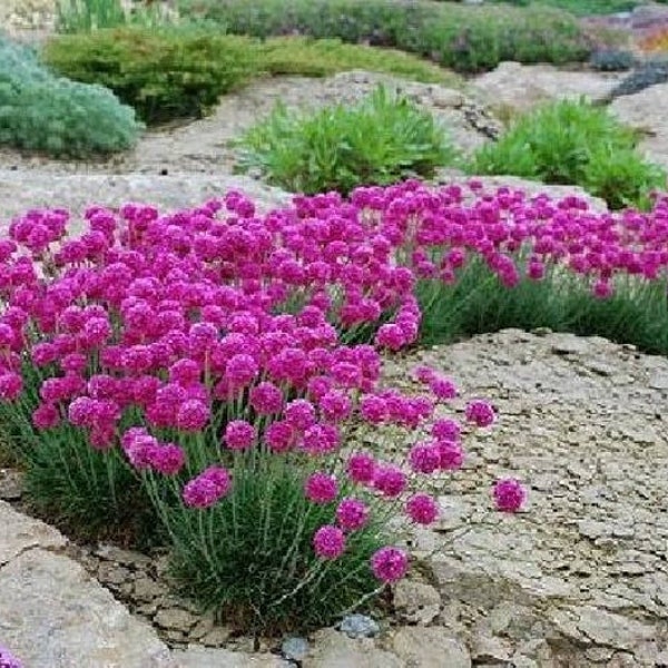 Armeria Blume, Meer Thrift, Seerosa Blumen, Armeria Maritima, Bio 50 Samen, non GMOS