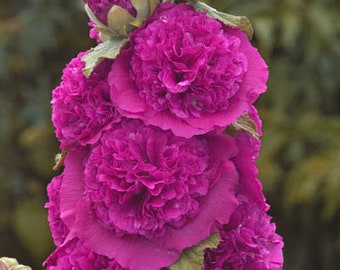 以下が含まれることがあります： 鮮やかなマゼンタ色のホーリーホックの花が満開に咲いています。花は垂直に配置され、色と質感の印象的なディスプレイを作り出しています。