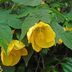 Abutilon, bloeiende esdoorn, mix, 0,2 g / 60 premium zaden, Abutilon-hybride, GMO-vrij
