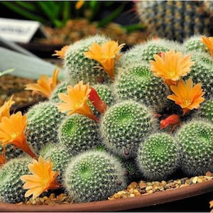 Mix of Cactus, 30 Seeds, GMO Free