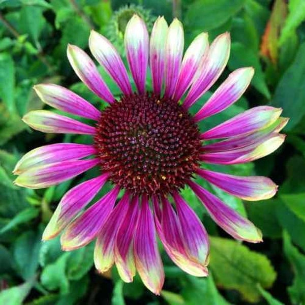 Coneflower Green Twister, 50 Seeds, GMO free