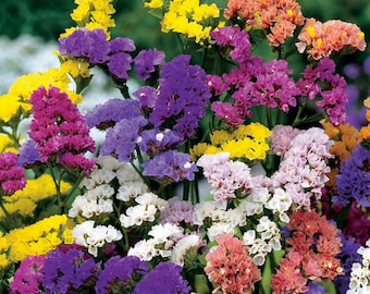 Vågbladig havslavendel, statik, blandning av färger, 0,2 g / 60 frön, Limonium sinuatum, icke-GMO