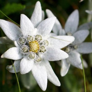 Alpine Edelweiss,  50 Organic seeds, non GMO