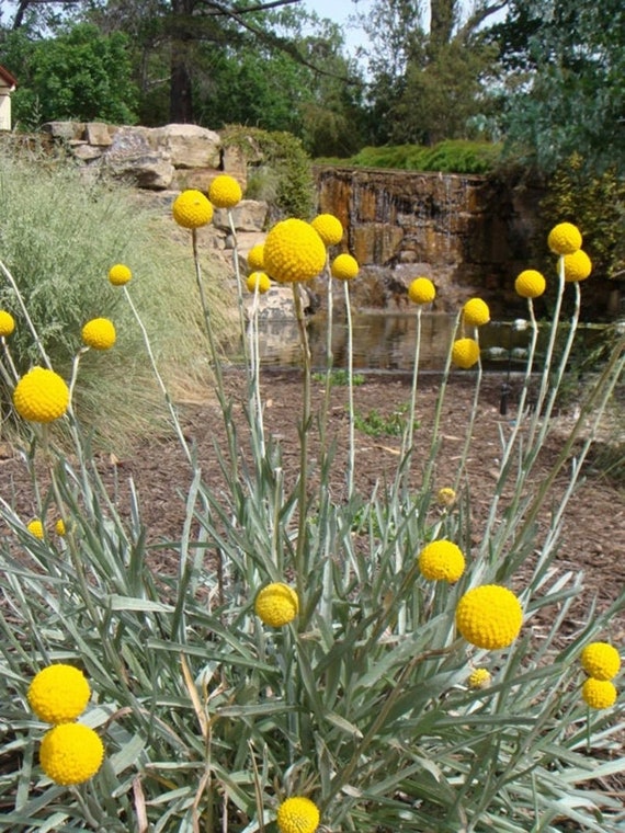 Craspedia Globosa Samen: Gelbe Knöpfchen, Trommelstockblumen (100 Samen)
