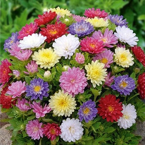 Aster Dwarf Pinokio Flowers, Pinocchio Dwarf MIxed, 0.3g / 100 Seeds, Calisthepus Chinensis, non GMO