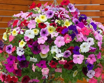 Escalada Petunia Colores Mixtos Flores, 0.3g / 200 semillas, Petunia Hybrida Pendula, Libre de OGM