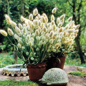 Peut inclure: Deux pots en terre cuite remplis d'herbe à queue de lapin blanche et moelleuse, disposés sur une table en bois rustique avec une figurine de tortue décorative.