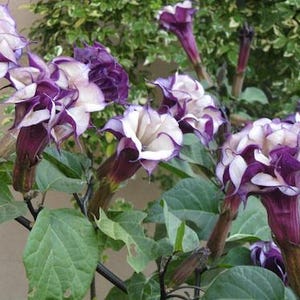 May include: Close-up of a cluster of purple and white trumpet-shaped flowers. The flowers have ruffled edges and are surrounded by green leaves. The stems are a dark purple color. The background includes more green foliage.