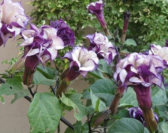 Datura metel «Ballerina» 0,2 g / 10 semillas, libre de OMG