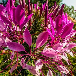 Kleoma, Cleome spinosa, GMO free, 400 seeds