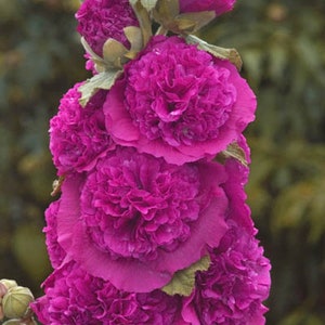 Pode incluir: Um grupo de flores de malva magenta vibrantes em plena floração. As flores estão dispostas em uma pilha vertical, criando uma exibição impressionante de cor e textura.