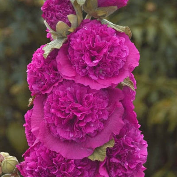 Althaea Rosea - Hollyhock - Violet/Pink - GMO free - 50 seeds