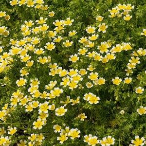 Flor de berinjela escalfada - Limnanthus Douglasii - Premium 100 Sementes - Não OGM