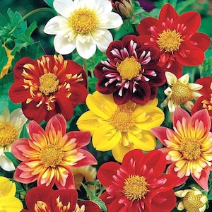 Puede incluir: Una mezcla de flores de dalia coloridas en tonos de rojo, amarillo, blanco y burdeos. Las flores tienen una variedad de formas y tamaños, algunas con un aspecto más rizado que otras.