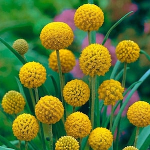 Op de afbeelding: Een groep gele billy buttons, ook wel craspedia genoemd, in bloei. De ronde, pluche bloemhoofdjes zijn in een boeketvormige opstelling gerangschikt.