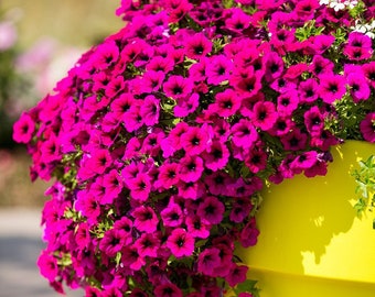 Cascading Garden Petunia Pink-Violet Rubina F2, 0,01 g / 50 semillas premium, Petunia x hybrida pendula, sin OGM