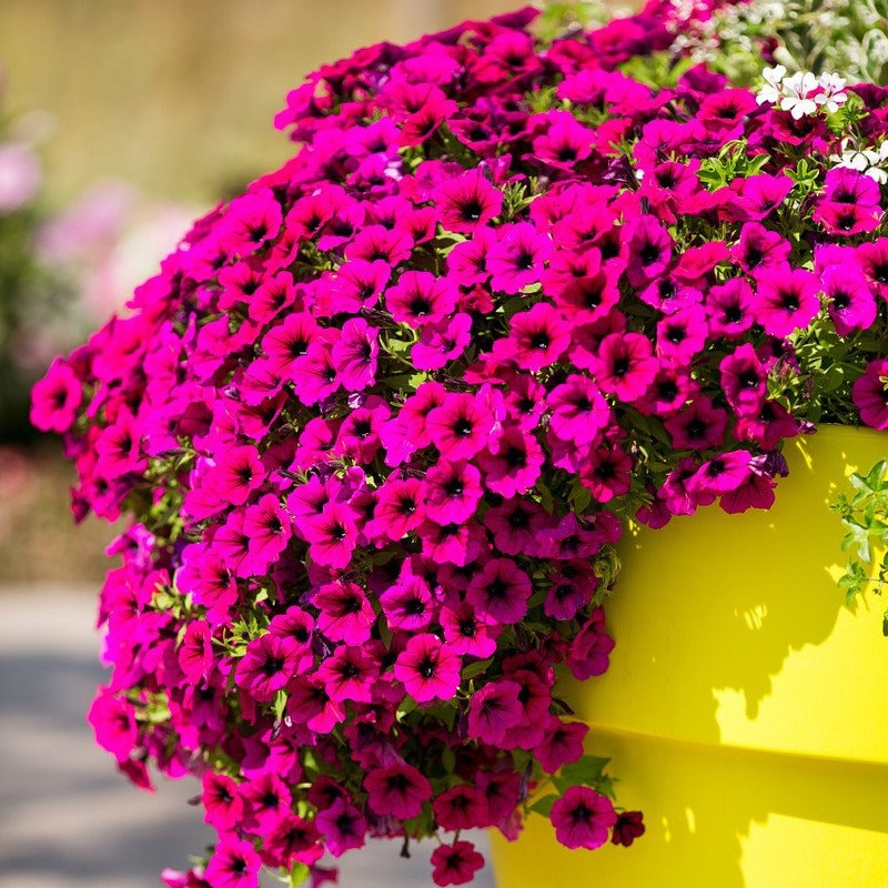 Semillas de petunia azul - Etsy México