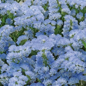 May include: A close-up of a cluster of light blue flowers with small, delicate petals. The flowers are densely packed together, creating a full and textured appearance. Green stems and leaves are visible among the blooms, adding contrast.