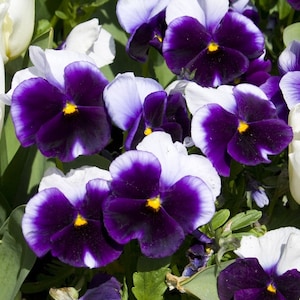 Large-flowered Pansy Blotched &quot;Lord&quot;, 0.2 g / 50 seeds, Viola Wittrockiana, GMO free