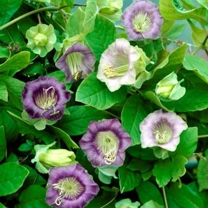 Cathedral Bells Mixed Colors, Climbing Cobea, 7 Seeds, Cobaea scandens, Non GMO