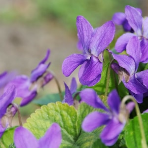 Peut inclure: Un groupe de violettes violettes en fleurs, avec des pétales délicats et des feuilles vertes.