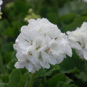 Può includere: Un gruppo di fiori di geranio bianchi in fiore. I fiori sono disposti in una forma arrotondata e hanno un aspetto delicato e arricciato.