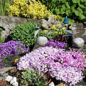 Rock Garden Flowers MIxtures 1g / 200 Premium Zaden