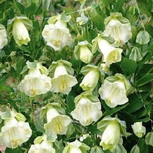 Cathedral Bells WHITE Climbing Kobea, non GMO - Premium 6 Seeds
