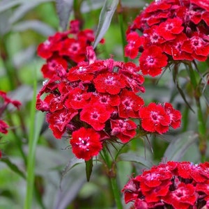 Kwiat słodkiego Williama Scarlet Beauty/ Dianthus barbatus / 0,5 g, 100 nasion organicznych / bez GMO