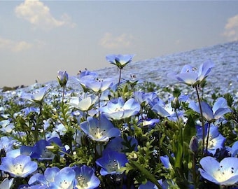 Baby Blue Eyes, Nemophile, 0,5 g/200 Samen, Nemophila menziesii, GMOfrei