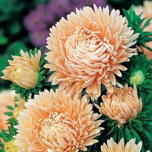 May include: A bunch of peach-coloured aster flowers with a soft, fluffy texture. The flowers are in full bloom and have a delicate, feminine appearance.