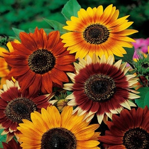 Decorative sunflower mix, 2 g / 50 Seeds, Helianthus annuus, GMO free
