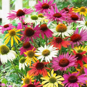 Coneflower, Echinacea Flowers MIX collors, 1g / 100 Seeds, Echinacea sp., GMO FREE