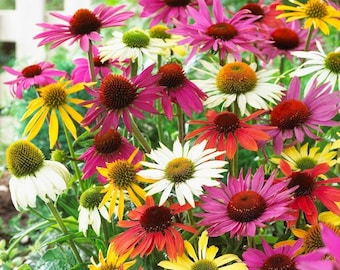 Echinacea, fiori di Echinacea MIX colori, 1 g / 100 semi, Echinacea sp., SENZA OGM