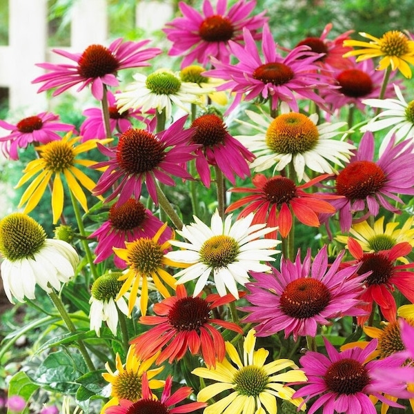 Coneflower, Echinacea Flowers MIX collors, 1g / 100 Graines, Echinacea sp., SANS OGM