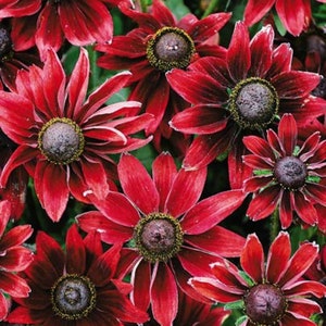 Rudbeckia Cherry Brandy, GMO free, 100 seeds