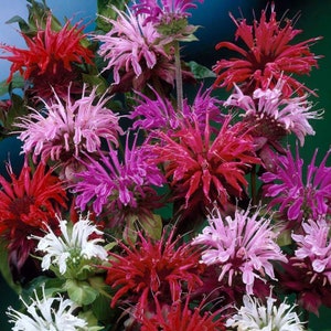 Monarda, Bergamot, Bee balm, Horsemint, Oswego tea, Mixed colors, 0.1 g / 100 Seeds, Monarda didyma, GMO Free