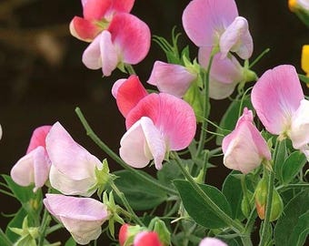 Guisante de olor enano fragante PINK CUPID, 1 g / 10 semillas, Lathyrus Odoratus, libre de OGM