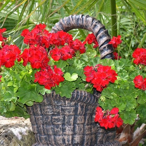 Red Geranium, 10 Seeds, Non GMO
