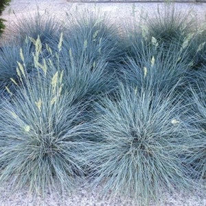 Blue Fescue Grass - non GMOS - Samen