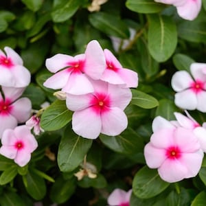 Bright eyes, Cape periwinkle, Graveyard plant, Madagascar periwinkle, Old maid, Pink periwinkle, 0.2 g / 100 Seeds, Vinca rosea, GMO Free