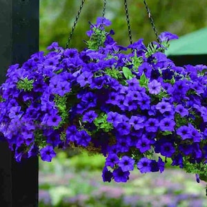 Petunia - gigantische blauwe bloemen, 0,01 g / 20 zaden, petunia x hybrida grandiflora, ggo-vrij